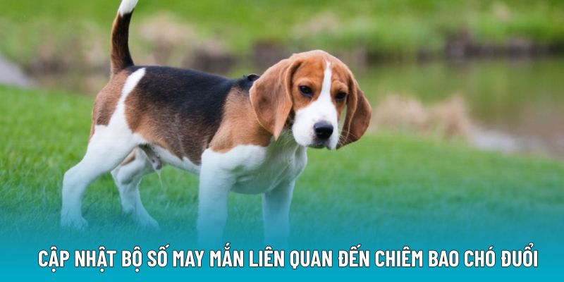 Cập nhật bộ số may mắn liên quan đến chiêm bao chó đuổi