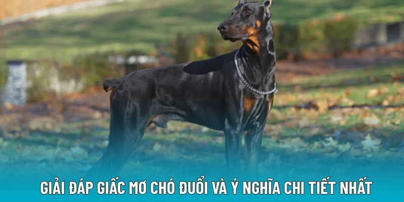 Giải đáp giấc mơ chó đuổi và ý nghĩa chi tiết nhất