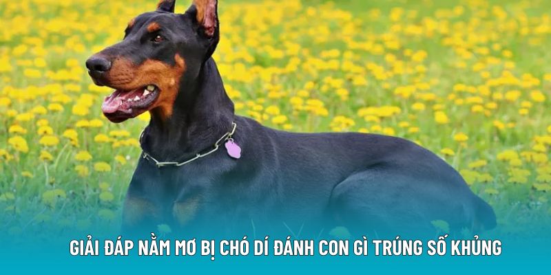 Giải Đáp Nằm Mơ Bị Chó Dí Đánh Con Gì Trúng Số Khủng