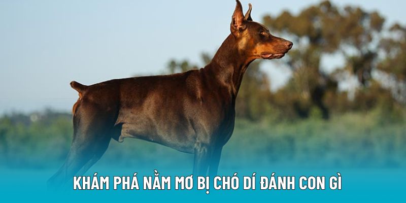 Khám phá nằm mơ bị chó dí đánh con gì