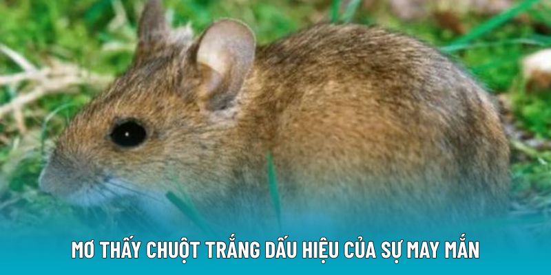 Mơ thấy chuột trắng dấu hiệu của sự may mắn