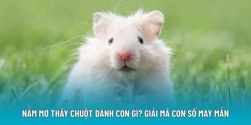 Nằm mơ thấy chuột đánh con gì giải mã tìm số may mắn