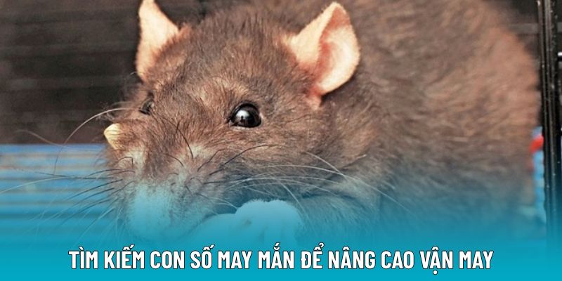 Tìm kiếm con số may mắn để nâng cao vận may